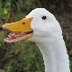 鳥の夢の夢占い 鳥の夢の夢占い