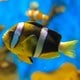 魚の夢の夢占い 魚の夢の夢占い