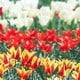 花の夢の夢占い 花の夢の夢占い