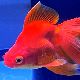 金魚の夢の夢占い 金魚の夢の夢占い