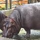 カバの夢の夢占い カバの夢の夢占い