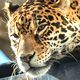 ジャガーの夢の夢占い ジャガーの夢の夢占い