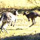 カンガルーの夢の夢占い カンガルーの夢の夢占い