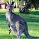 カンガルーの夢の夢占い カンガルーの夢の夢占い