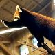 レッサーパンダの夢の夢占い レッサーパンダの夢の夢占い