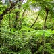 森の夢の夢占い 森の夢の夢占い