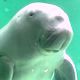 マナティーの夢・ジュゴンの夢の夢占い マナティーの夢・ジュゴンの夢の夢占い