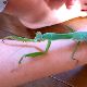 カマキリの夢の夢占い カマキリの夢の夢占い