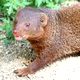 マングースの夢の夢占い マングースの夢の夢占い