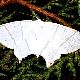 虫の夢の夢占い 虫の夢の夢占い