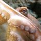 刺される夢の夢占い 刺される夢の夢占い