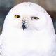 フクロウの夢の夢占い フクロウの夢の夢占い