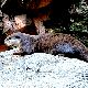 カワウソの夢の夢占い カワウソの夢の夢占い
