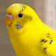 インコの夢・オウムの夢の夢占い インコの夢・オウムの夢の夢占い