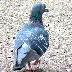 鳩の夢の夢占い 鳩の夢の夢占い