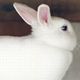 うさぎの夢の夢占い うさぎの夢の夢占い