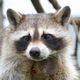 アライグマの夢の夢占い アライグマの夢の夢占い