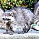 アライグマの夢の夢占い アライグマの夢の夢占い