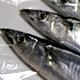 サンマの夢の夢占い サンマの夢の夢占い