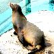 動物の夢の夢占い 動物の夢の夢占い