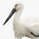 コウノトリの夢の夢占い コウノトリの夢の夢占い