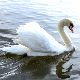 白鳥の夢の夢占い 白鳥の夢の夢占い