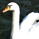 鳥の夢の夢占い 鳥の夢の夢占い