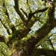 木の夢・木材の夢の夢占い 木の夢・木材の夢の夢占い