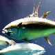 マグロの夢・カツオの夢の夢占い マグロの夢・カツオの夢の夢占い