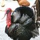 七面鳥の夢の夢占い 七面鳥の夢の夢占い