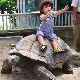 亀の夢の夢占い 亀の夢の夢占い