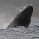 クジラの夢の夢占い クジラの夢の夢占い