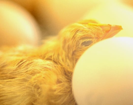 鳥の卵が孵化する夢 鳥の卵が孵化する夢