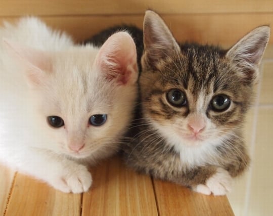かわいい猫の夢 かわいい猫の夢