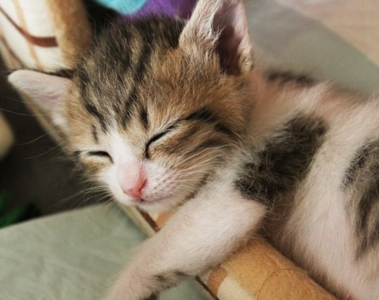 <strong>猫</strong>がスヤスヤ眠っている夢