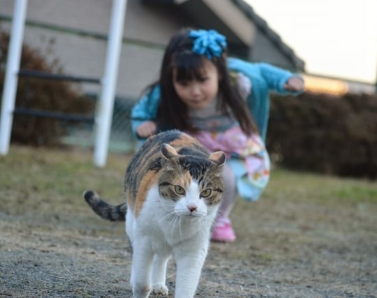 猫を追いかける夢 猫を追いかける夢