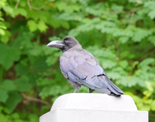 カラスがお墓でお供え物を<strong>食べる</strong>夢 カラスがお墓でお供え物を<strong>食べる</strong>夢