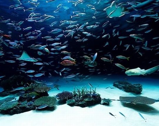 たくさんの魚の夢 たくさんの魚の夢