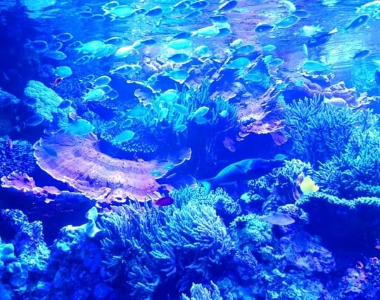 魚を観察する夢 魚を観察する夢