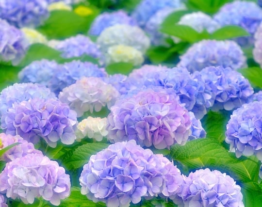 紫陽花の夢 紫陽花の夢