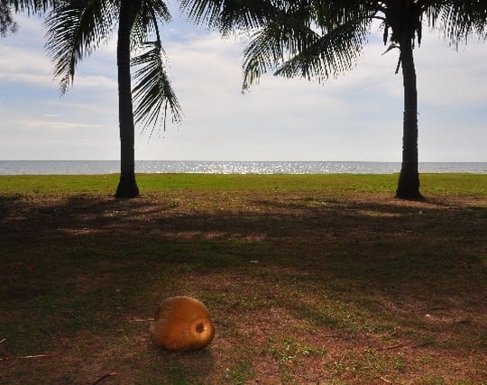 果実が木から<strong>落ちる</strong>夢