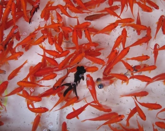 金魚を殺す夢 金魚を殺す夢