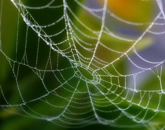 罠としての蜘蛛の巣の夢 罠としての蜘蛛の巣の夢