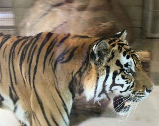虎が死ぬ夢 虎が死ぬ夢