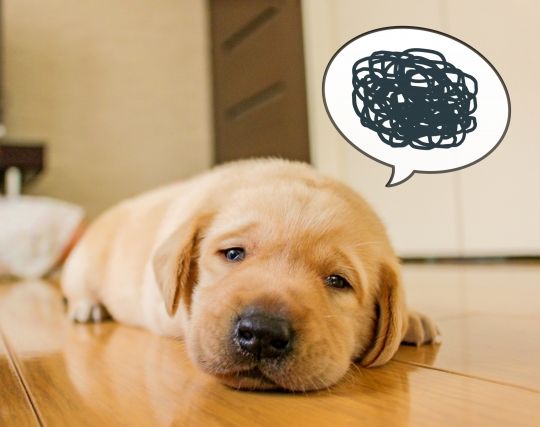 <strong>犬</strong>が失敗する夢 <strong>犬</strong>が失敗する夢