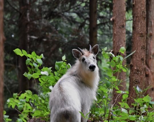 カモシカを探す夢 カモシカを探す夢