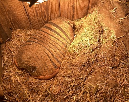 アルマジロが転ぶ夢 アルマジロが転ぶ夢