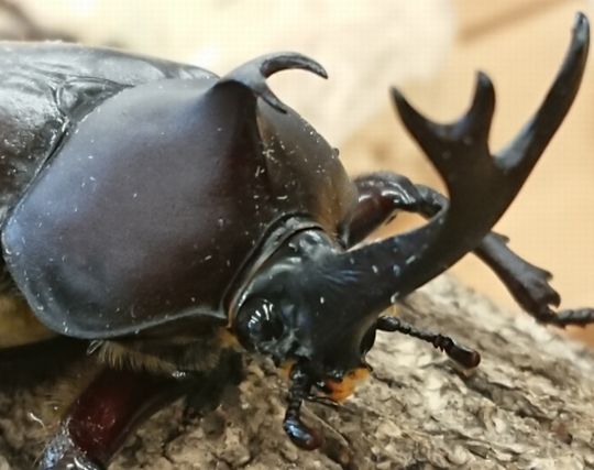 <strong>黒い</strong>カブトムシの夢 <strong>黒い</strong>カブトムシの夢
