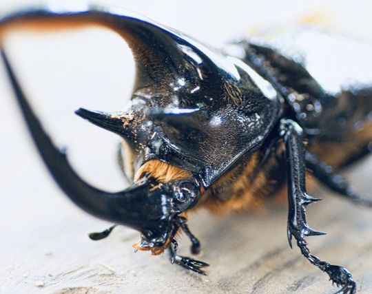 カブトムシが怖い夢 カブトムシが怖い夢