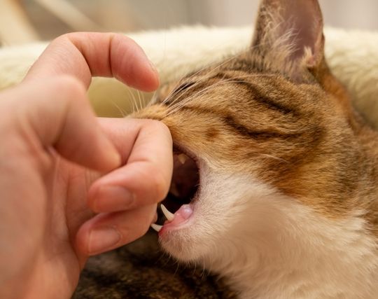 猫に噛まれる夢 猫に噛まれる夢
